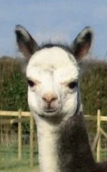 Alpacas For sale